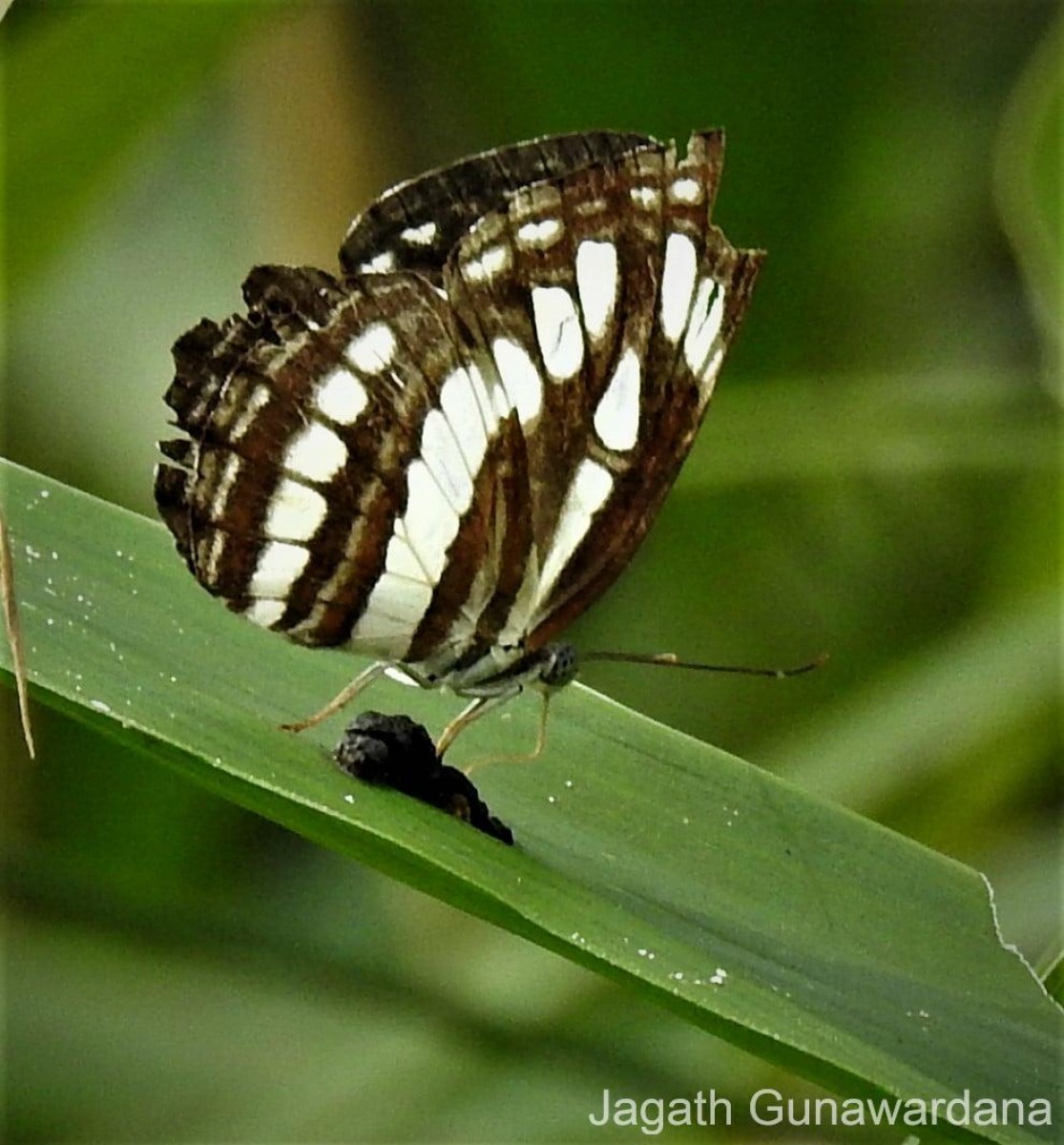 Neptis hylas Linnaeus, 1758